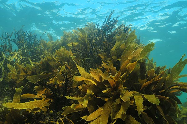 Country Lore: Super Kelp Fertilizer